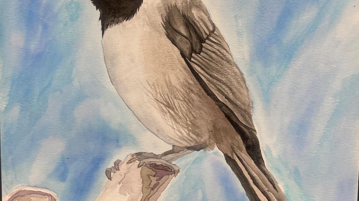 Helena High School, Reese Unnoppet, Bird