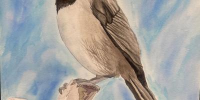 Helena High School, Reese Unnoppet, Bird